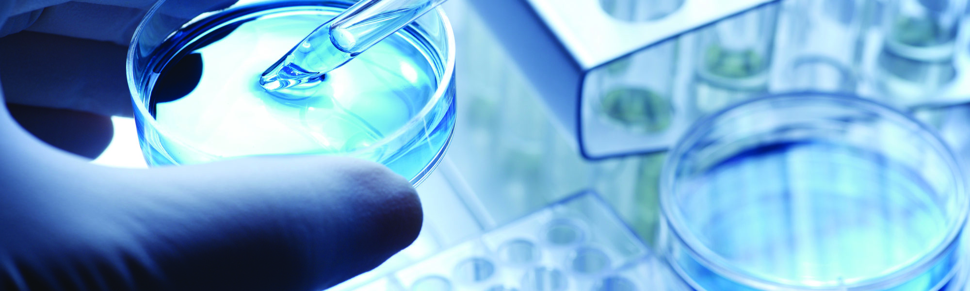 scientist uses pipette to remove sample solution from petri dish
