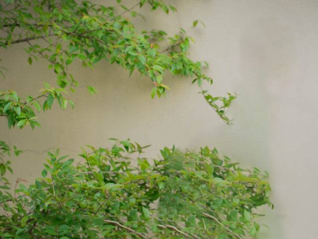 tree branches with beige background
